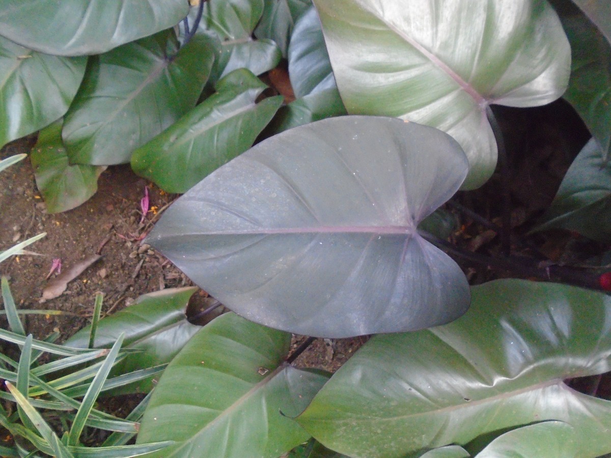 Philodendron